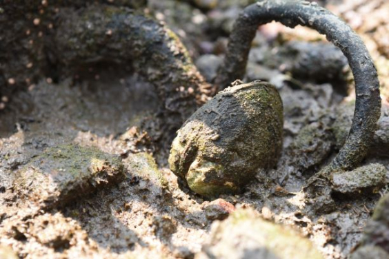 The local mangrove clam Geloina expansa is a filter-feeder but occupies the high-intertidal region of the mangrove forest where tidal inundation is infrequent. This clam has the amazing ability to remain alive for weeks out of water. (Photo credit: Joe S Y Lee)